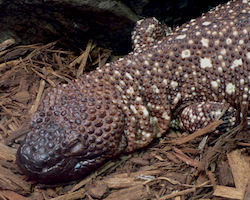 A sleeping beaded lizard