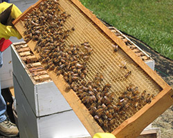 Honey bees on comb frame