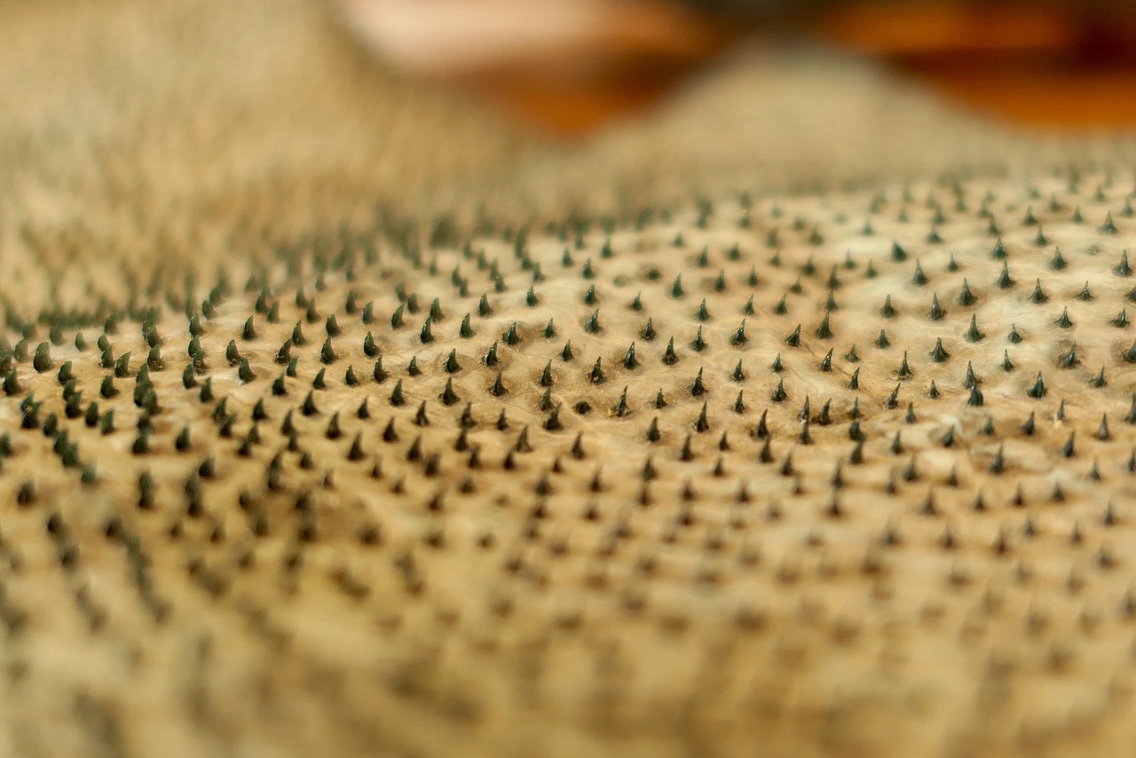 A close-up of the skin of a Greenland shark, showing the tiny "teeth" along the surface.