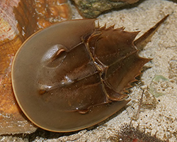 A horseshoe crab
