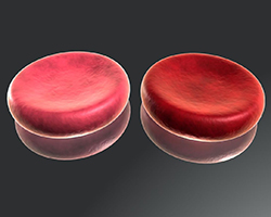 An illustration comparing the bright red and darker red colors of an oxygenated versus an unoxygenated red blood cell.
