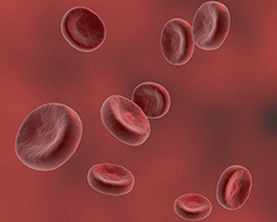 Red blood cells floating through a vessel