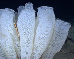 Part of a glass sea sponge in the ocean