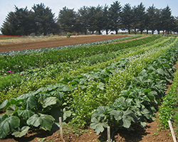 Crop rows at a sustainable farm