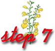 step 7