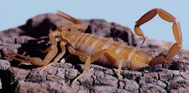 Some scorpions can hiss by rubbing themselves with 'sandpaper