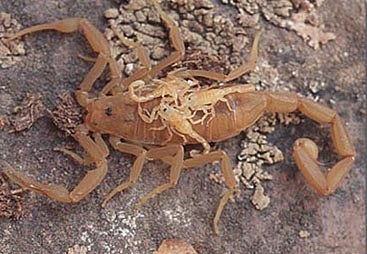 scorpion life cycle for kids