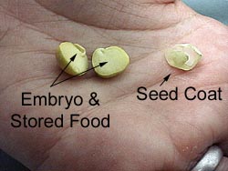 seed with labels