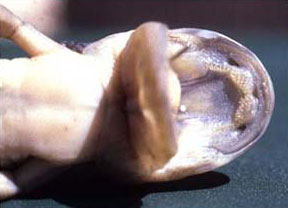 cannibal salamander mouth