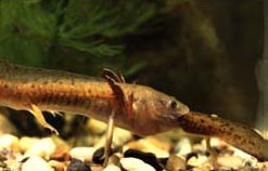 salamander larvae cannibalism