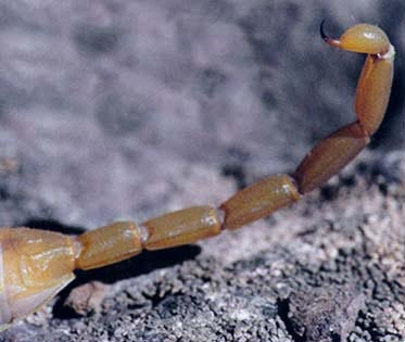 Scorpion stingers, once thought sterile, are covered in bacteria