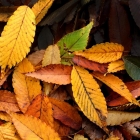 Green, yellow, orange, and pink leaves