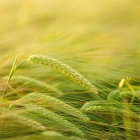 A close-up image of barley, an edible crop from the grass family
