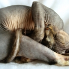 A curled, sleeping hairless cat