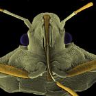 Acanthocephala "The Leaf Foot" Coreidae