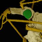 Tipulidae "The Gollywhopper" Crane Fly