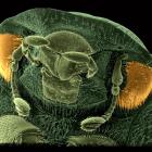 June bug  (Scarabaeidae)