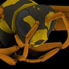 Polistes "The Shocker" Paper Wasp