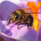Honey bee on a flower petal