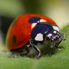 Close up of a lady bug