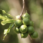 Growing macadamia nuts
