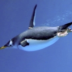 Penguin swimming, looks like it is flying through water
