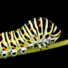 A swallowtail caterpillar