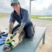 Sara Wyckoff - wildlife veterinarian with captured allegator 