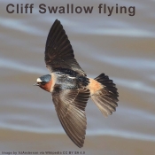 Cliff swallow in flight