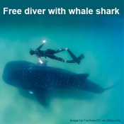 Free diver swimming next to whale shark that is five time or more longer than the diver.