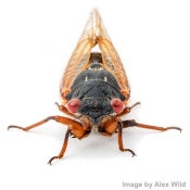 Cicada bacteria story - Podcast Episode 121 | Ask A Biologist