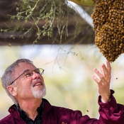 Robert Page at the ASU Bee lab looking at a honeybee swarm.