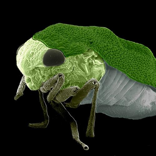 Ugly Bug Contest 2014 Gallery | Ask A Biologist