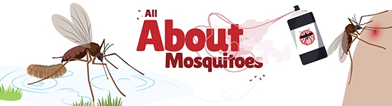 Mosquito ecology and mosquito disease vectors - image is an illustration with the title "All About Mosquitoes" that shows a mosquito laying eggs, another biting someone, and insecticide being sprayed.