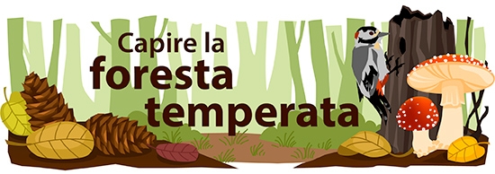 Bioma forestale temperato