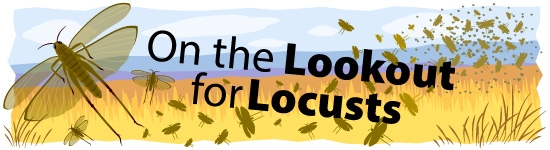 On the Lookout for Locusts