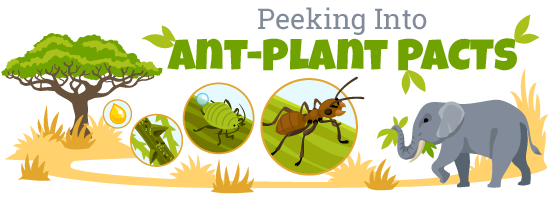 Peeking into ant plant pacts