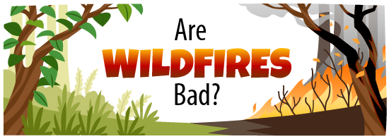 Illustration for the story Are Wildfires Bad?