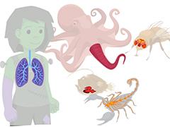 a cartoon of a human and some animals showing internal body parts