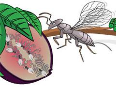a fig and a wasp