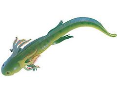 a salamander