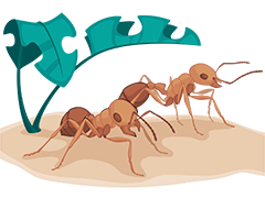 Ants Illustration