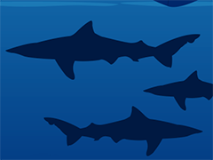 Shark silhouette 