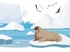 An illustration of the Arctic, with a walrus and gulls