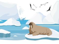 An illustration of the Arctic, with a walrus and gulls