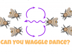 Can you waggle dance? With bees watching a waggle dance.