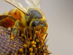 Bee covered in pollen