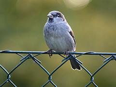 A small bird on a chain link fence