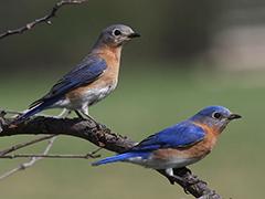 Bluebird pair