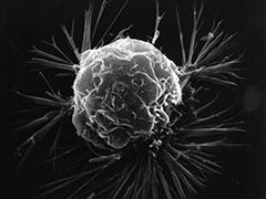 Cooperation in Cancer Cells